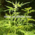 Artemisia annuaL deja Artemisinin 98% 99%